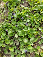 Viola odorata