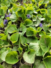 Viola odorata