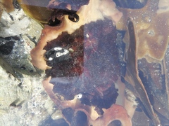 Notomegabalanus algicola