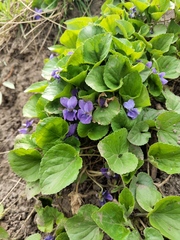 Viola odorata