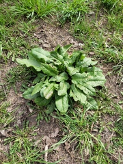 Rumex obtusifolius