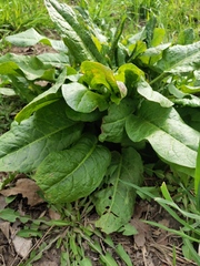 Rumex obtusifolius