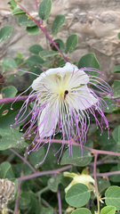 Capparis zoharyi