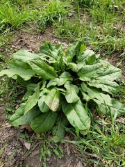 Rumex obtusifolius