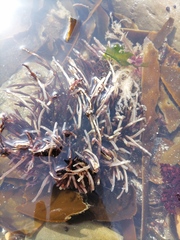 Brassicophycus sisymbrioides