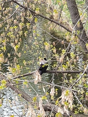 Corvus cornix