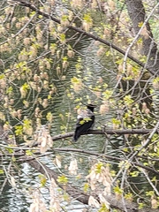 Corvus cornix