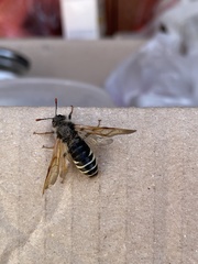 Pseudoclavellaria amerinae