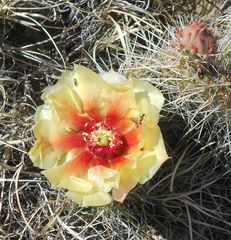 Opuntia polyacantha polyacantha