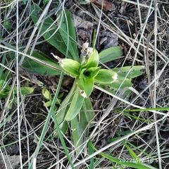 Dianthus barbatus