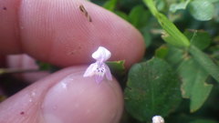 Hypoestes serpens