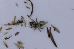 Heliophanus hastatus