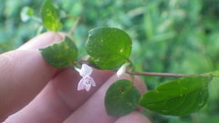 Hypoestes serpens