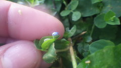 Hypoestes serpens