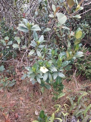Symbolanthus pterocalyx