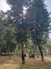 Araucaria heterophylla