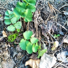 Pimpinella saxifraga