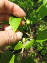 Phylloxera caryaemagna