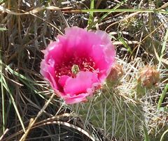 Opuntia polyacantha polyacantha