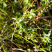 Anthospermum herbaceum - Photo (c) graham_g, μερικά δικαιώματα διατηρούνται (CC BY-NC)