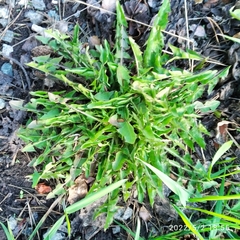 Taraxacum officinale