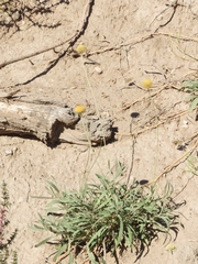 Gaillardia megapotamica megapotamica