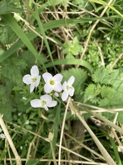Cardamine pratensis