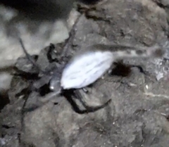 Arachnida