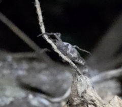 Arachnida