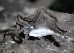 Arachnida