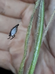 Arachnida