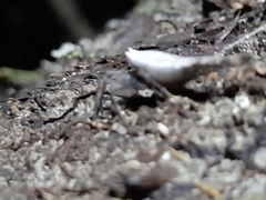 Arachnida