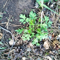 Artemisia vulgaris