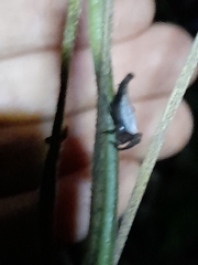 Arachnida