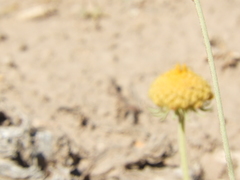 Gaillardia megapotamica megapotamica