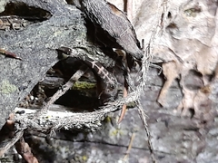 Arachnida