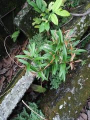 Syzygium myrtifolium