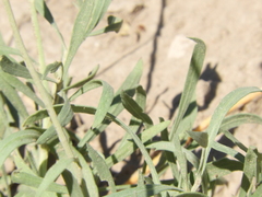 Gaillardia megapotamica megapotamica