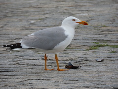 Larus michahellis