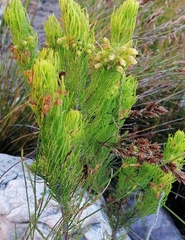 Erica viscaria