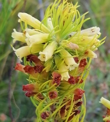Erica viscaria