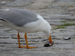 Larus michahellis