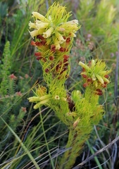 Erica viscaria