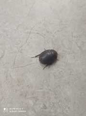 Polyphaga aegyptiaca
