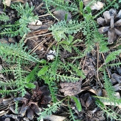 Achillea millefolium