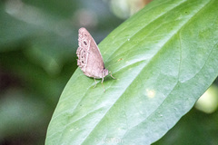 Mycalesis perseoides
