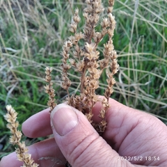 Artemisia vulgaris