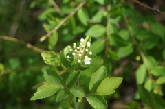 Spiraea ouensanensis