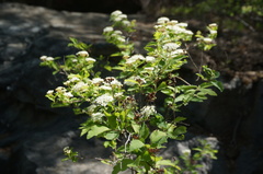 Spiraea ouensanensis