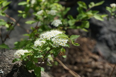 Spiraea ouensanensis